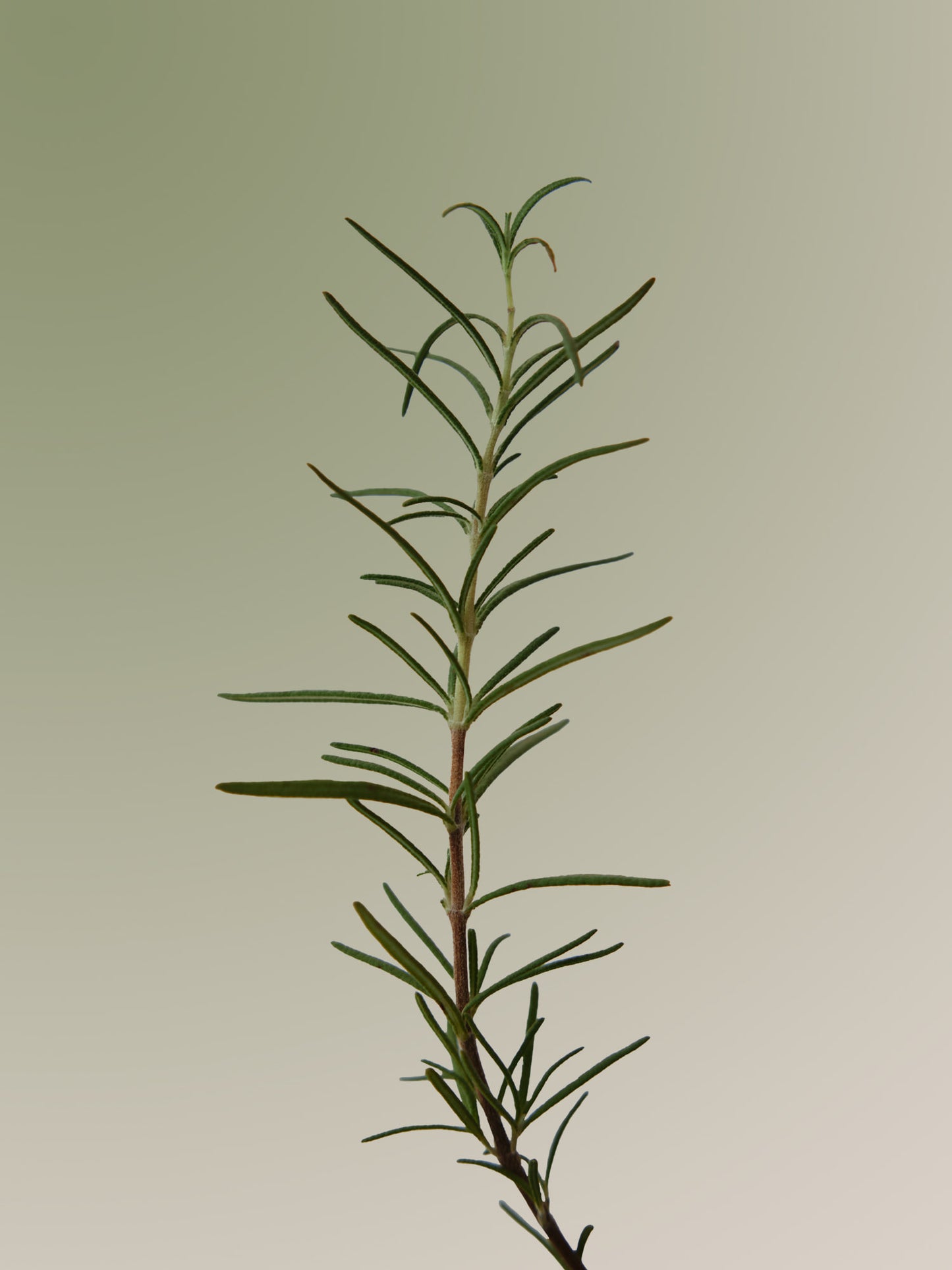 AROMATICA Rosemary Scalp Scaling Shampoo