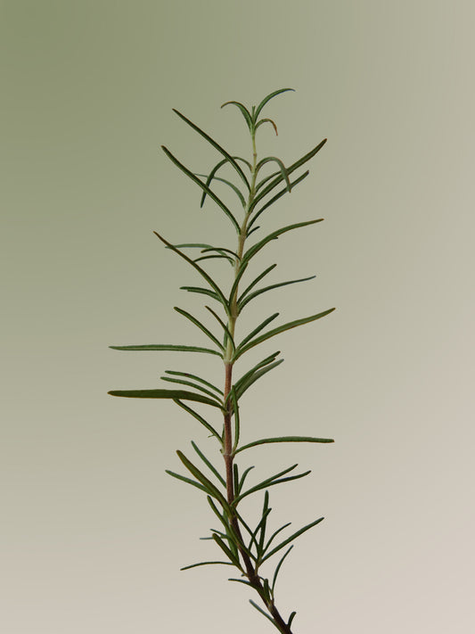 AROMATICA Rosemary Scalp Scaling Shampoo