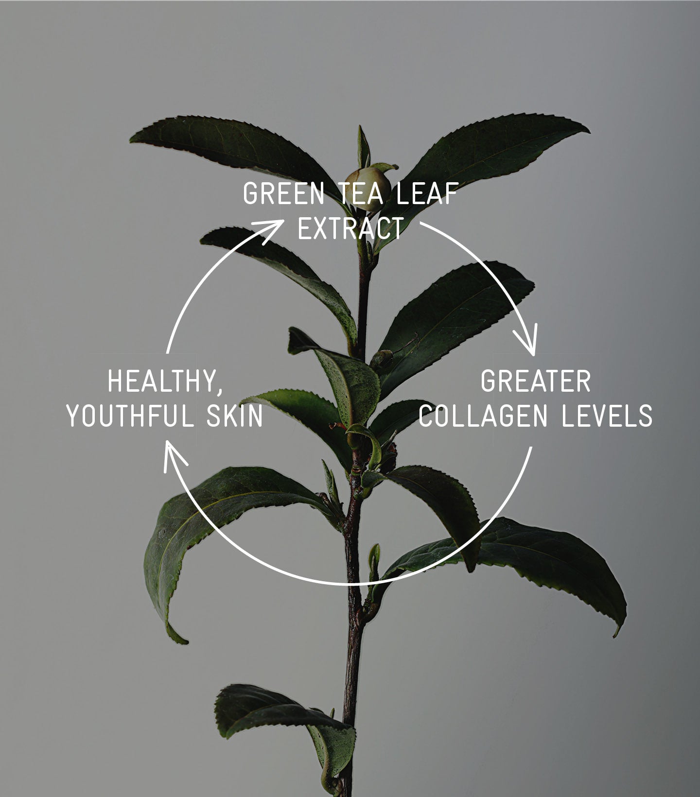 Devonine Gel Cleanser